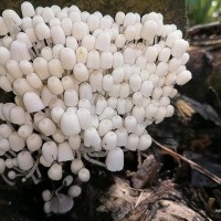 Coprinellus disseminatus (Pers.) J.E. Lange